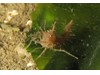 Photo of Paracrangon echinata